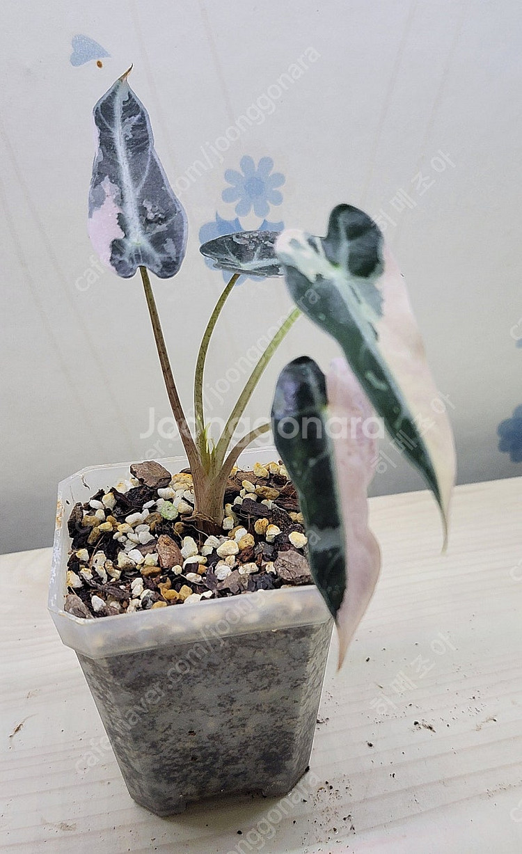 밤비노핑크바리,에피바리,에피민트,트루비문라이트,마블스킨,아미드리움미디움실버,풀민트히메,화이트민트히메,무늬히메,베놈 ...--2